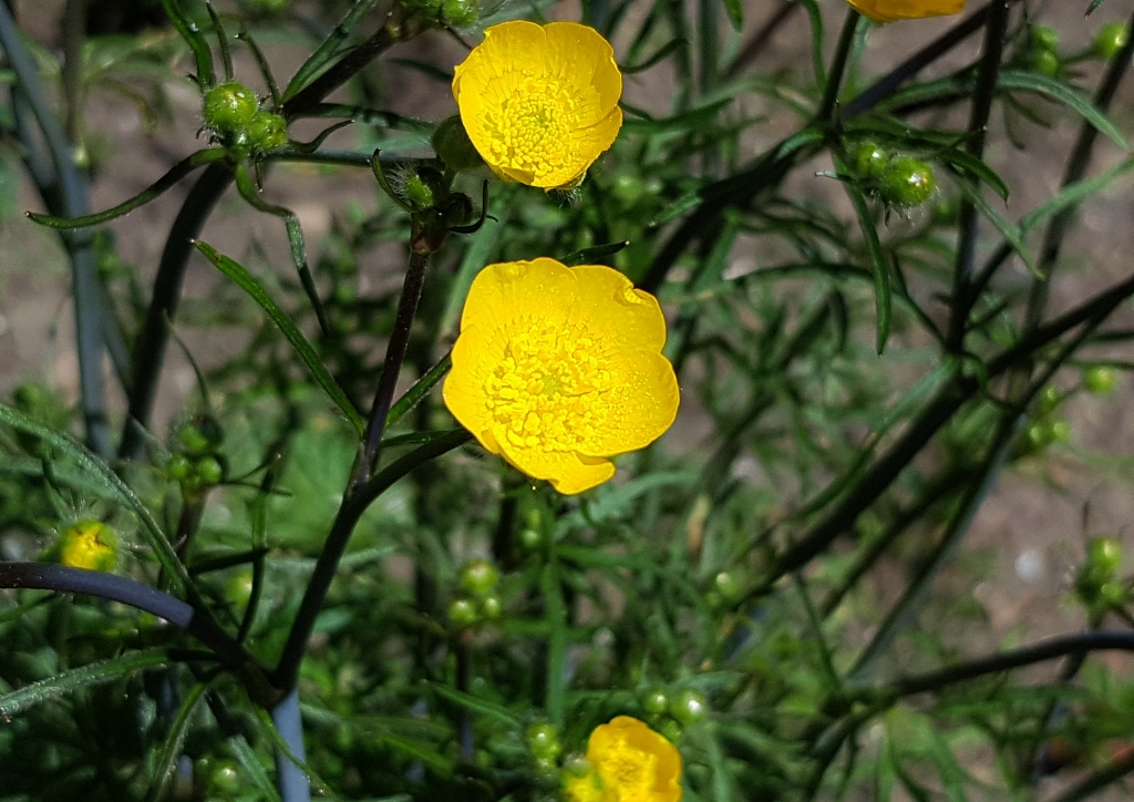 Hahnenfuß, Ranunkel, Ranunkeln, Ranunculus, Hahnenfußgewächse, Ranunculaceae