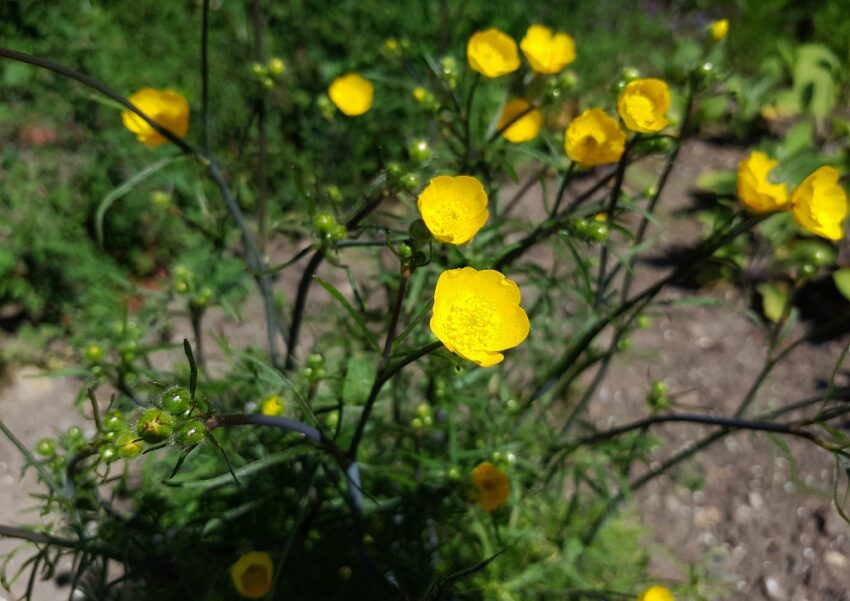 Hahnenfuß, Ranunkel, Ranunkeln, Ranunculus, Hahnenfußgewächse, Ranunculaceae