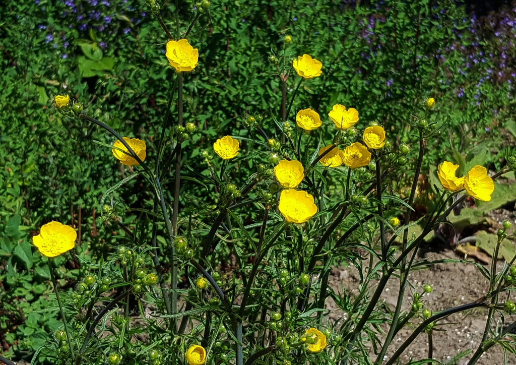 Hahnenfuß, Ranunkel, Ranunkeln, Ranunculus, Hahnenfußgewächse, Ranunculaceae