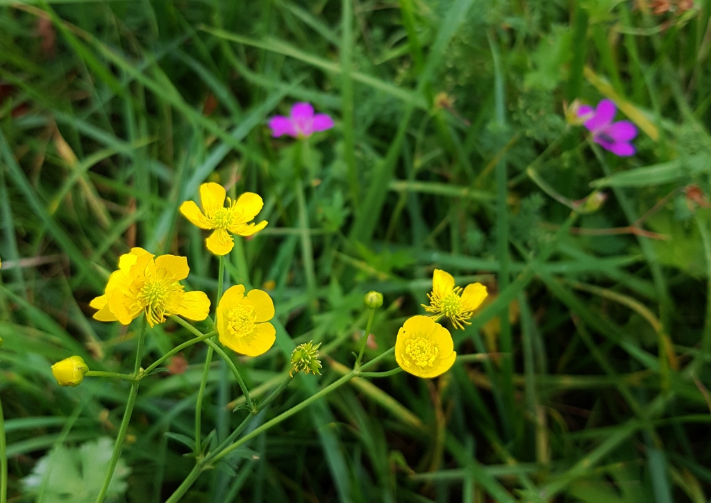 Hahnenfuß, Ranunkel, Ranunkeln, Ranunculus, Hahnenfußgewächse, Ranunculaceae