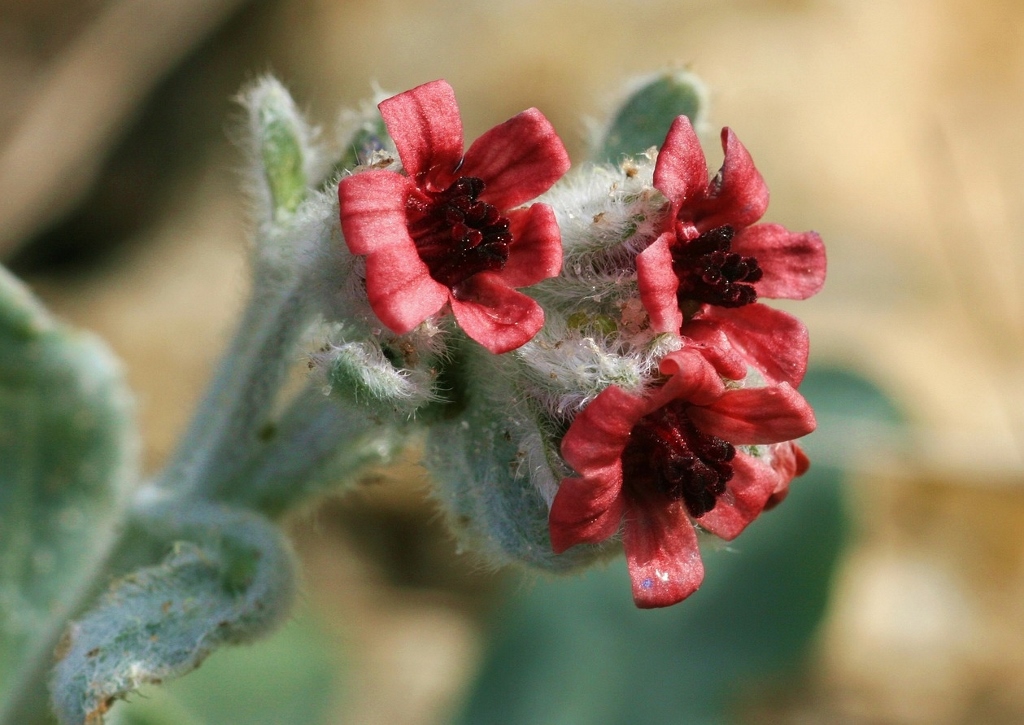 Hundszunge, Cynoglossum, Goldlackblättrige Hundszunge, Pardoglossum cheirifolium, Cynoglossum cheirifolium