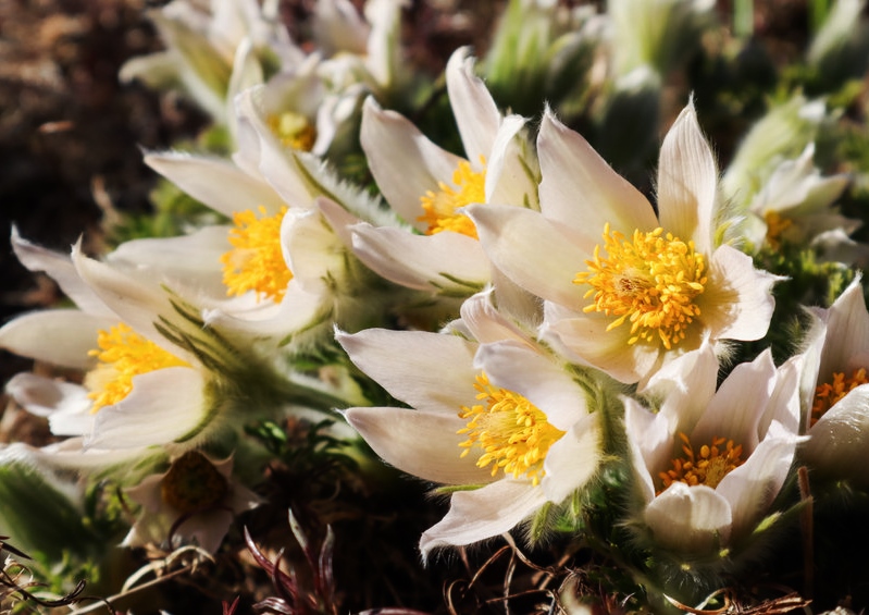 Kuhschelle, Küchenschelle, Pulsatilla