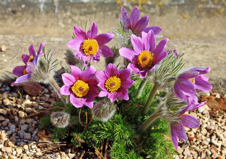 Kuhschelle, Küchenschelle, Pulsatilla