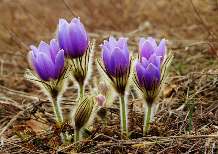 Kuhschelle, Küchenschelle, Pulsatilla