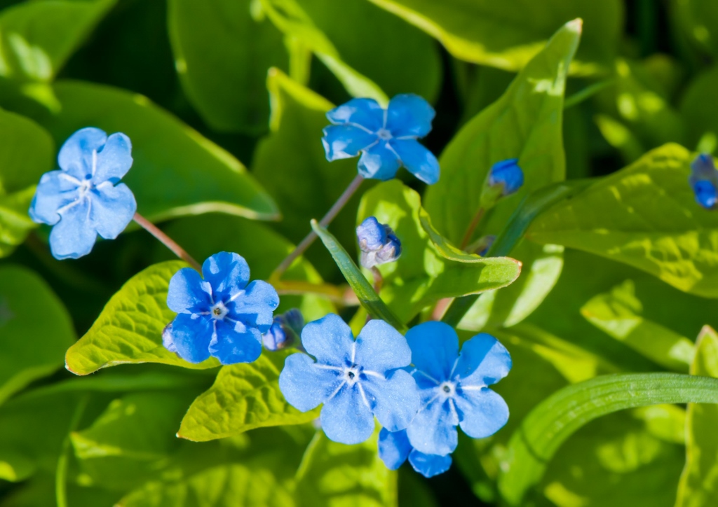 Nabelnüsschen, Omphalodes, Frühlings-Nabelnüsschen, Omphalodes vera