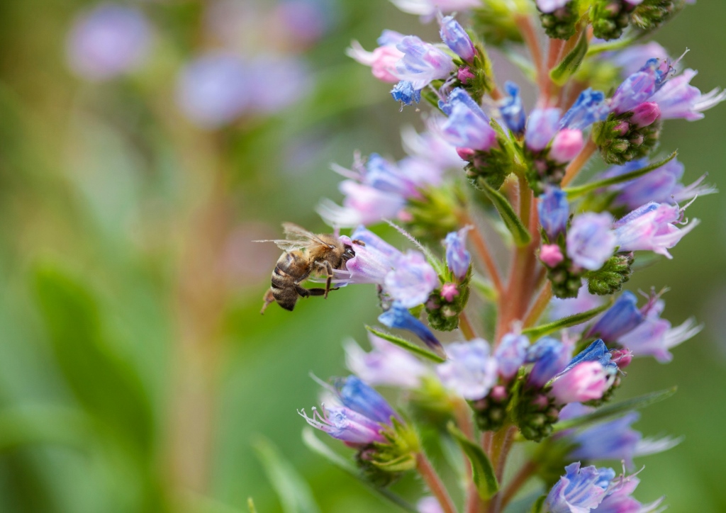 Natternkopf, Echium