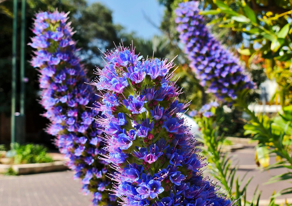 Natternkopff, Echium, Gewöhnlicher Natternkopf, Echium vulgare