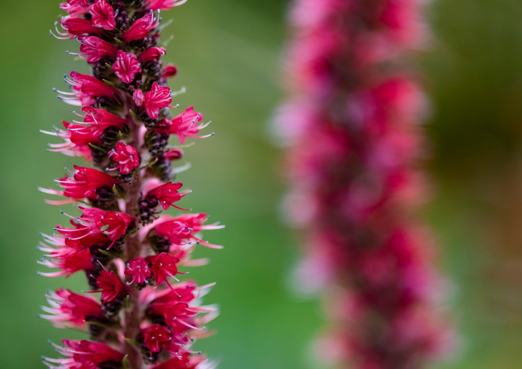 Natternkopf, Echium, Roter Natternkopf, Echium rubrum