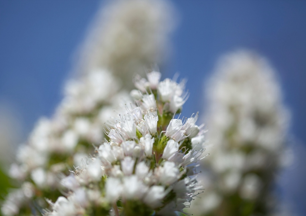 Natternkopf, Echium, Italienischer Natternkopf, Echium italicum