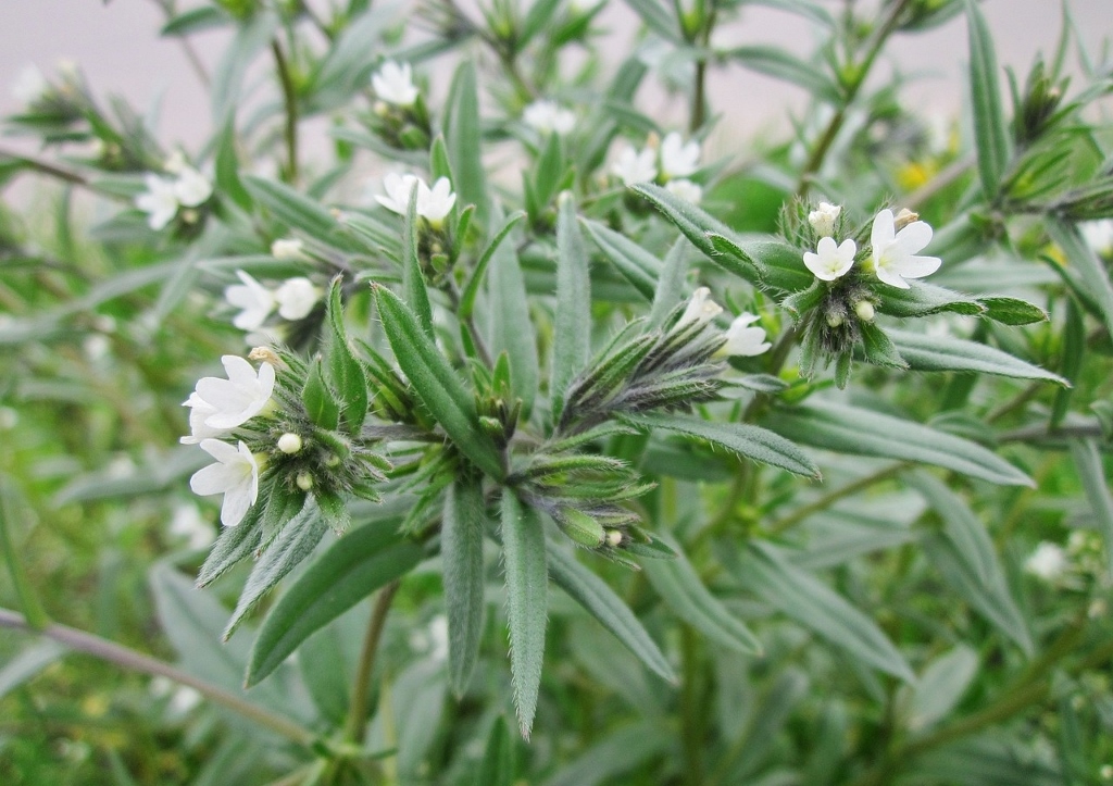 Steinsame, Lithospermum, Lithodora, Acker-Steinsame, Lithospermum arvense, Buglossoides arvense