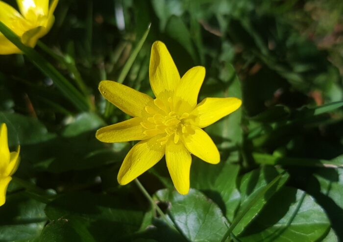 Scharbockskraut, Ficaria, Ficaria verna, Hahnenfußgewächse, Ranunculaceae