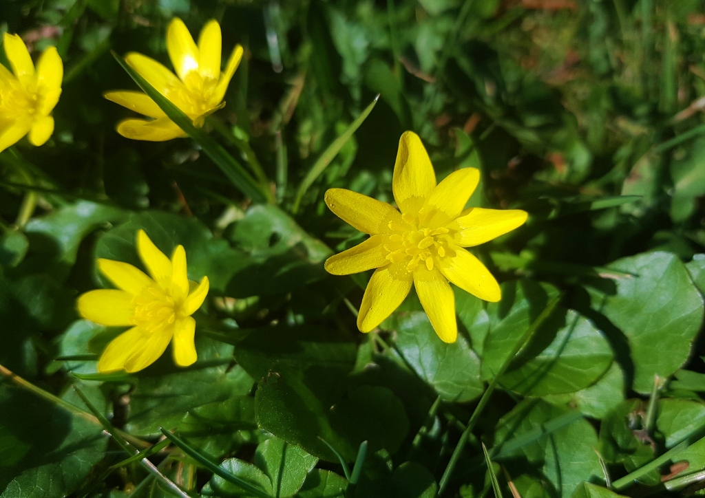 Scharbockskraut, Ficaria, Ficaria verna, Hahnenfußgewächse, Ranunculaceae