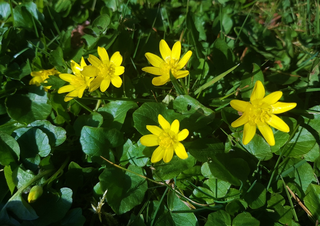 Scharbockskraut, Ficaria, Ficaria verna, Hahnenfußgewächse, Ranunculaceae
