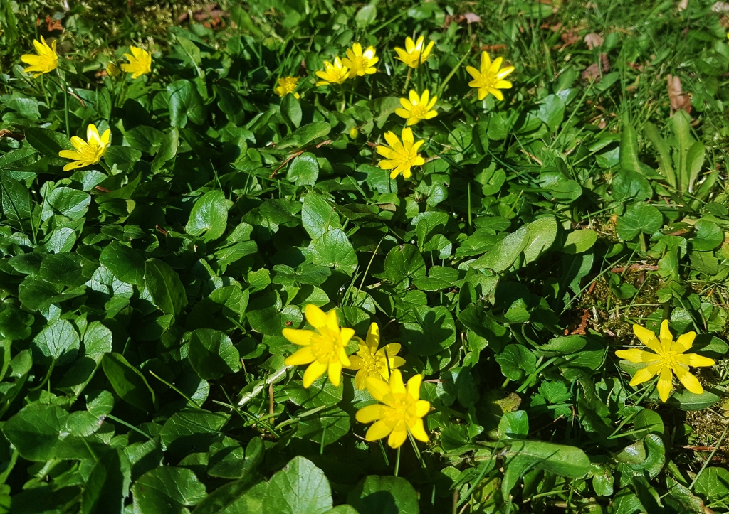 Scharbockskraut, Ficaria, Ficaria verna, Hahnenfußgewächse, Ranunculaceae