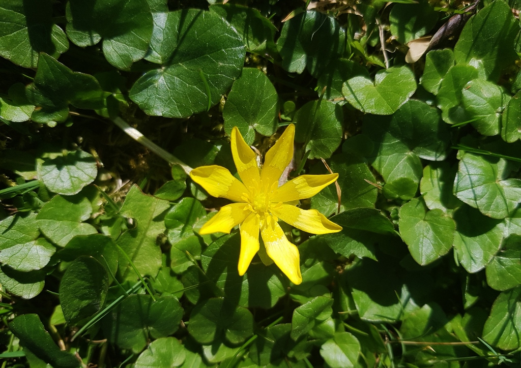 Scharbockskraut, Ficaria, Ficaria verna, Hahnenfußgewächse, Ranunculaceae