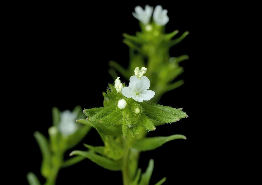 Steinsame, Lithospermum, Lithodora, Acker-Steinsame, Lithospermum arvense