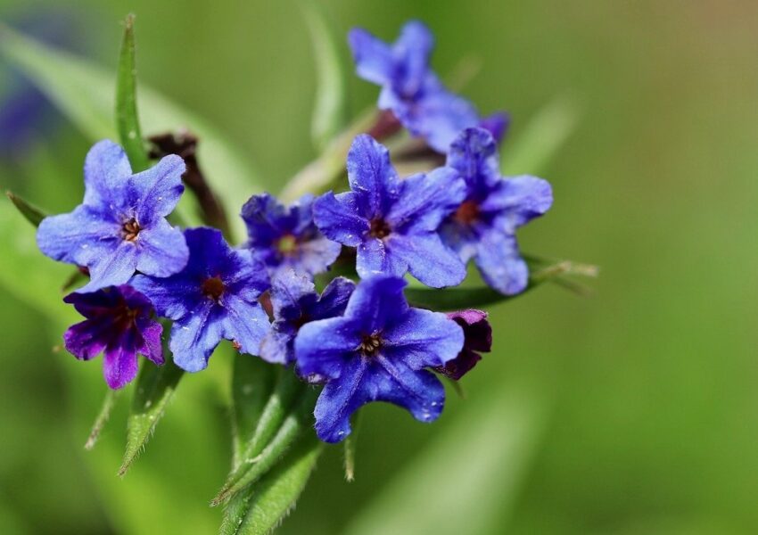 Blauroter Steinsame, Aegonychon purpurocaeruleum, Buglossoides purpurocaerulea, Lithospermum purpurocaeruleum