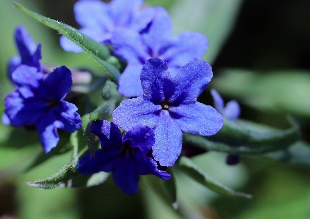 Baluer Steinsame, Schein-Steinsame, Lithodora diffusa, Heavenly Blue