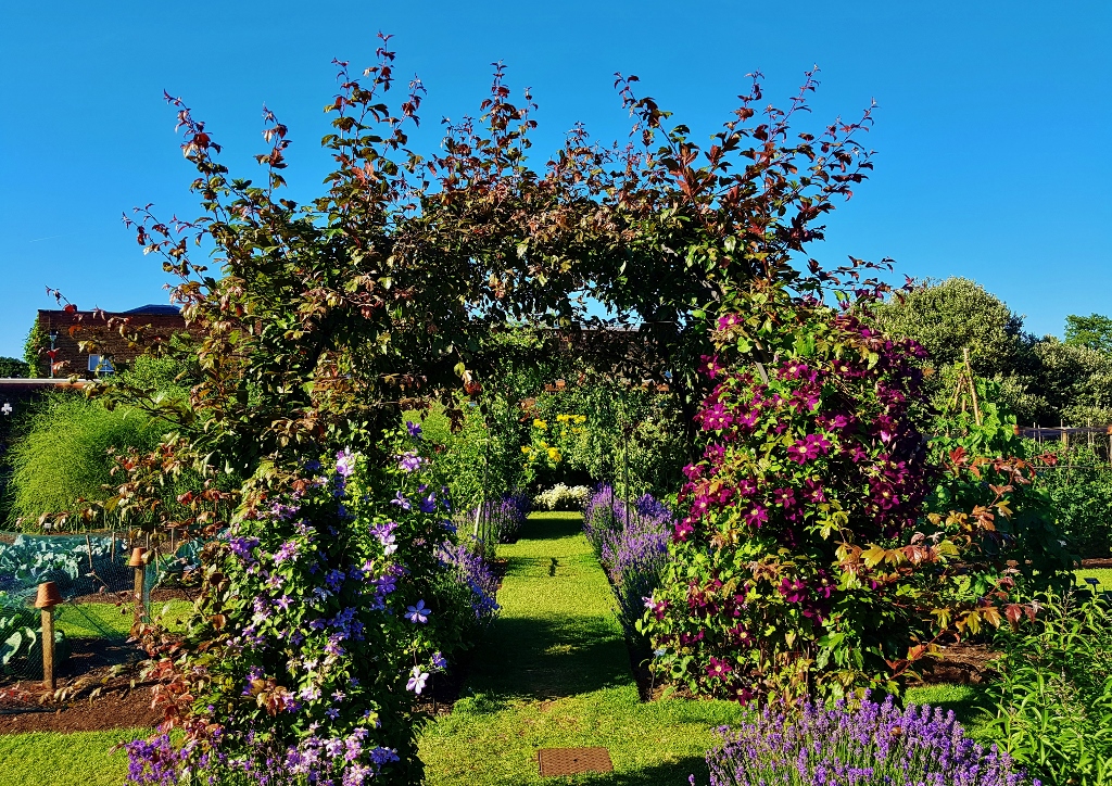 Sträucher, Gartensträucher, Kletterpflanzen, Hecken, Heckenpflanzen, Halbsträucher, Botanischer Garten London, Royal Botanic Gardens London