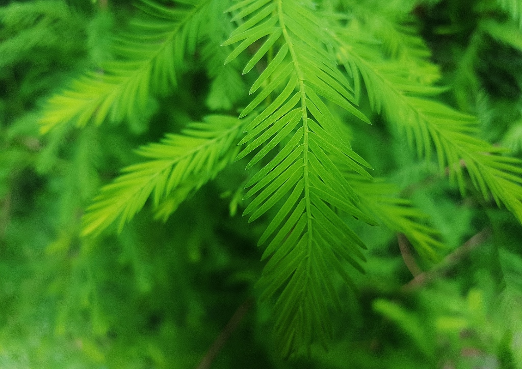 Urweltmammutbaum, Wassertanne, Chinesisches Rotholz, Metasequoie, Metasequoia glyptostroboides