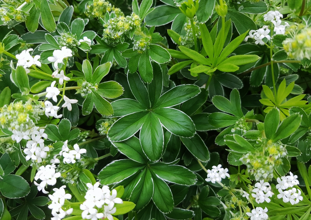 Waldmeister, Echter Waldmeister, Maikraut, Wohlriechendes Labkraut, Labkraut, Galium, Galium odoratum