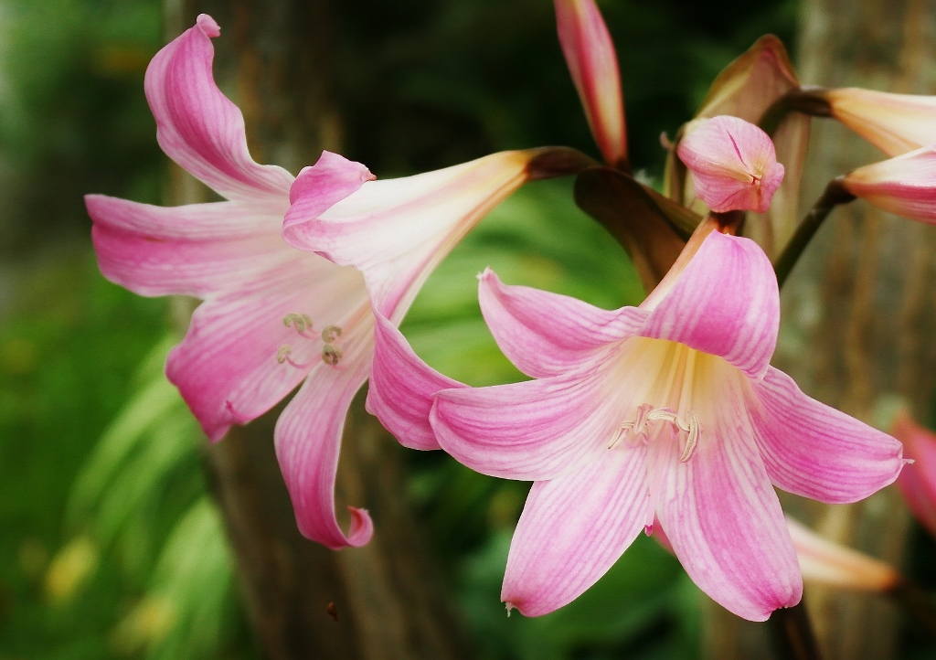 Amaryllisgewächse, Amaryllis, Ritterstern, Belladonnalilie, Amaryllis belladonna, Hippeastrum