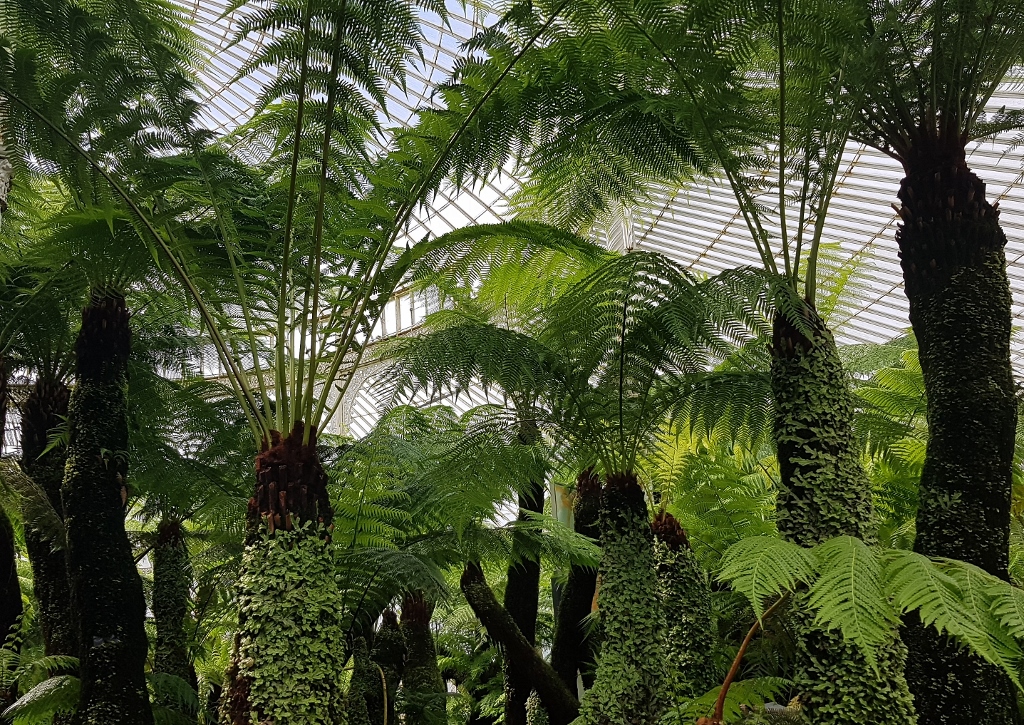 Farn, Farne, Baumfarn, Baumfarne, Glasgow Botanic Garden, Botanischer Garten Glasgow