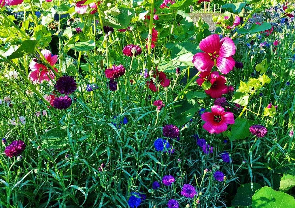 Blume, Blumen, Gartenblumen, Blumengarten, Blumenwiese, Malope