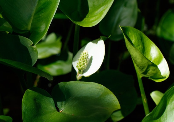 Calla, Calla palustris, Sumpfcalla, Sumpfkalla, echte Calla