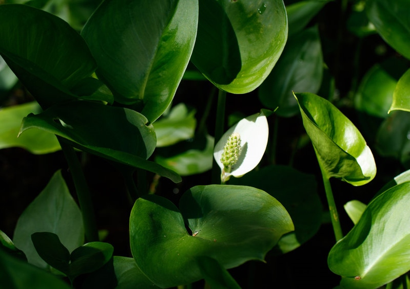 Calla, Calla palustris, Sumpfcalla, Sumpfkalla, echte Calla