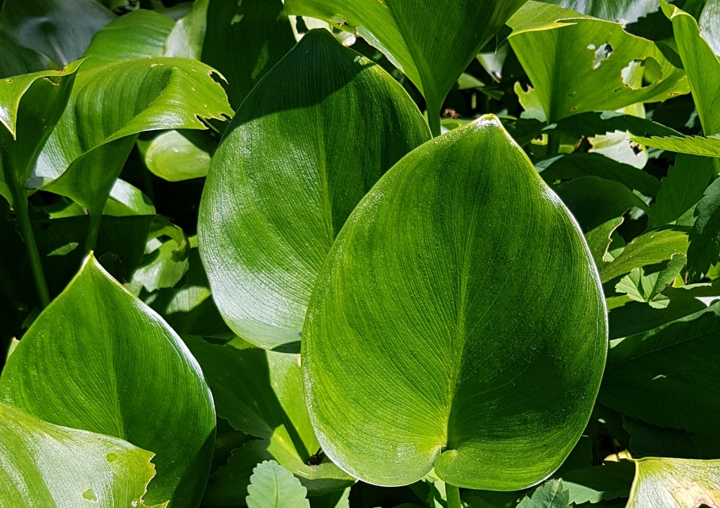 Calla, Calla palustris, Sumpfcalla, Sumpfkalla, echte Calla