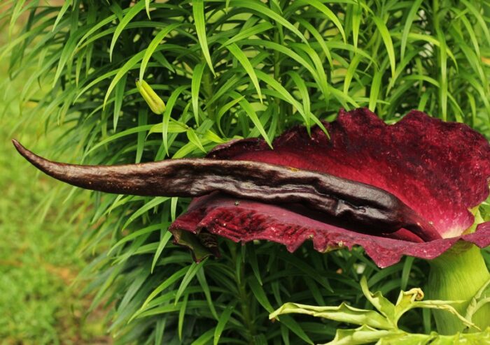 Drachenwurz, Dracunculus, Gemeine Drachenwurz, Dracunculus vulgaris