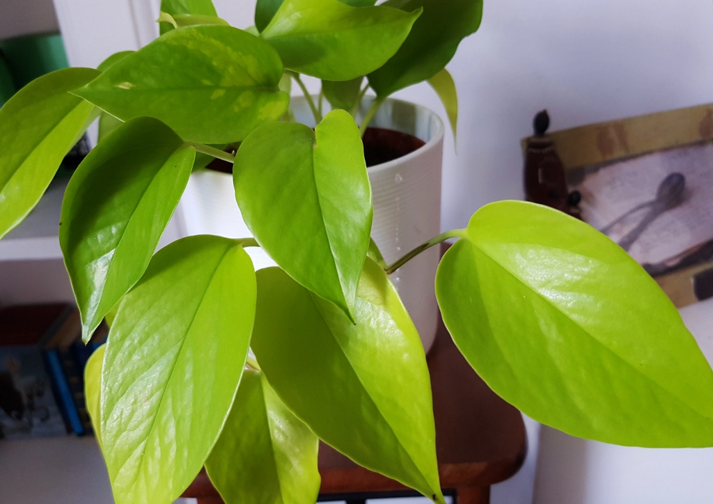 Efeutute, Goldene Efeutute, Epipremnum, Epipremnum aureum, Golden Pothos