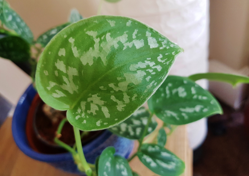 Efeutute, Epipremnum, Satin-Efeutute, Epipremnum pictum, Scandipsus pictum, Satin Pothos