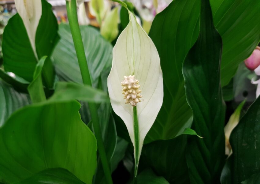 Einblatt, Einblätter, Spathiphyllum, Spathiphyllum wallisii, Friedenslilie, Friedensblume