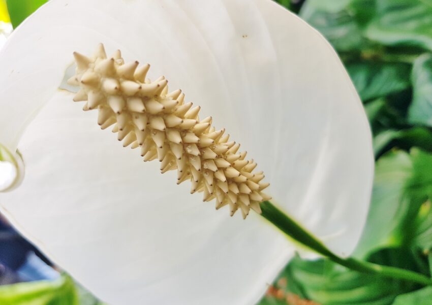 Aronstabgewächse, Einblatt, Einblätter, Spathiphyllum, Spathiphyllum wallisii, Friedenslilie, Friedensblume