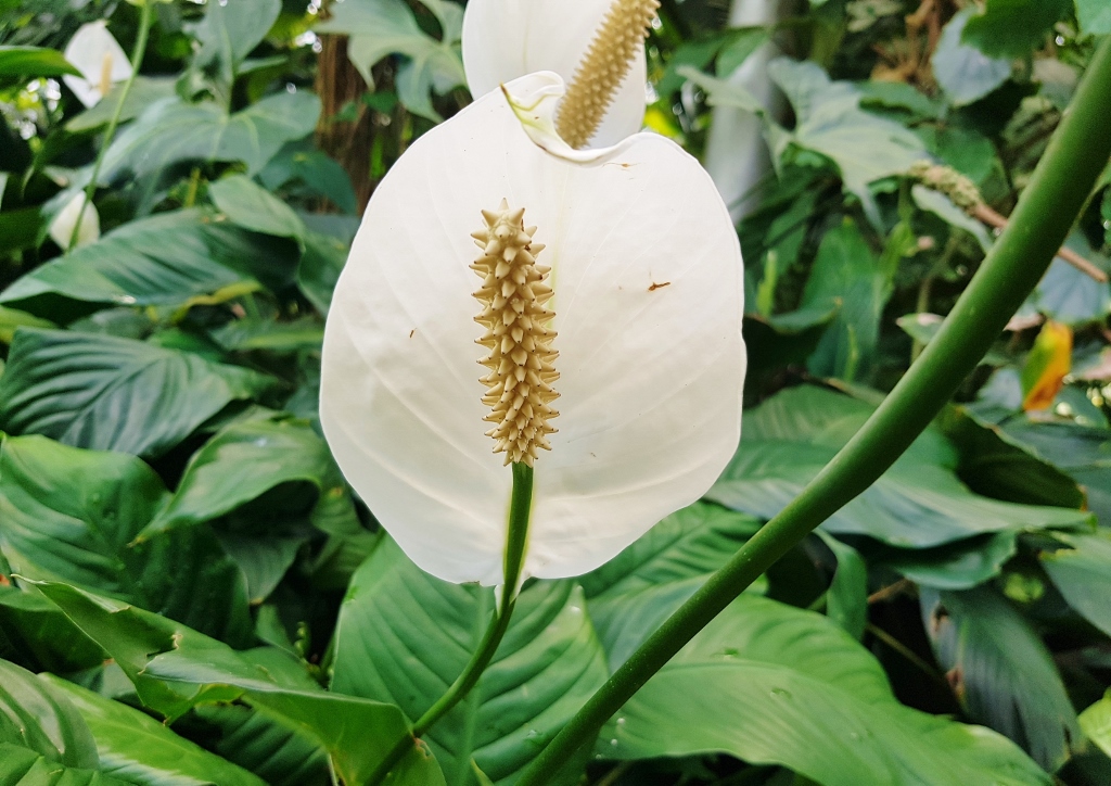 Einblatt, Einblätter, Spathiphyllum, Spathiphyllum wallisii, Friedenslilie, Friedensblume