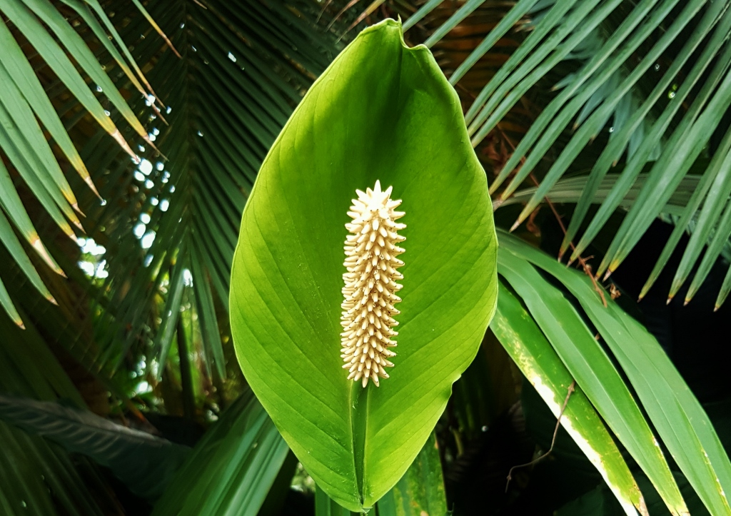 Einblatt, Einblätter, Spathiphyllum, Spathiphyllum wallisii, Friedenslilie, Friedensblume