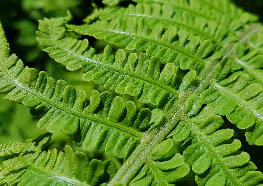 Farn, Farne, Adlerfarn, Pteridium, Pteridium aquilum