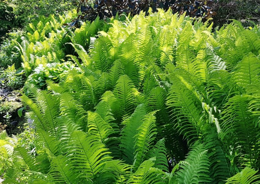 Farn, Farne, Königsfarn, Osmunda, Osmunda regalis, CO²-aktive Pflanzen
