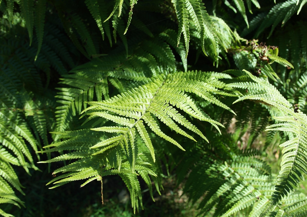 Farn, Farne, Straußenfarn, Matteuccia, Matteuccia struthiopteris