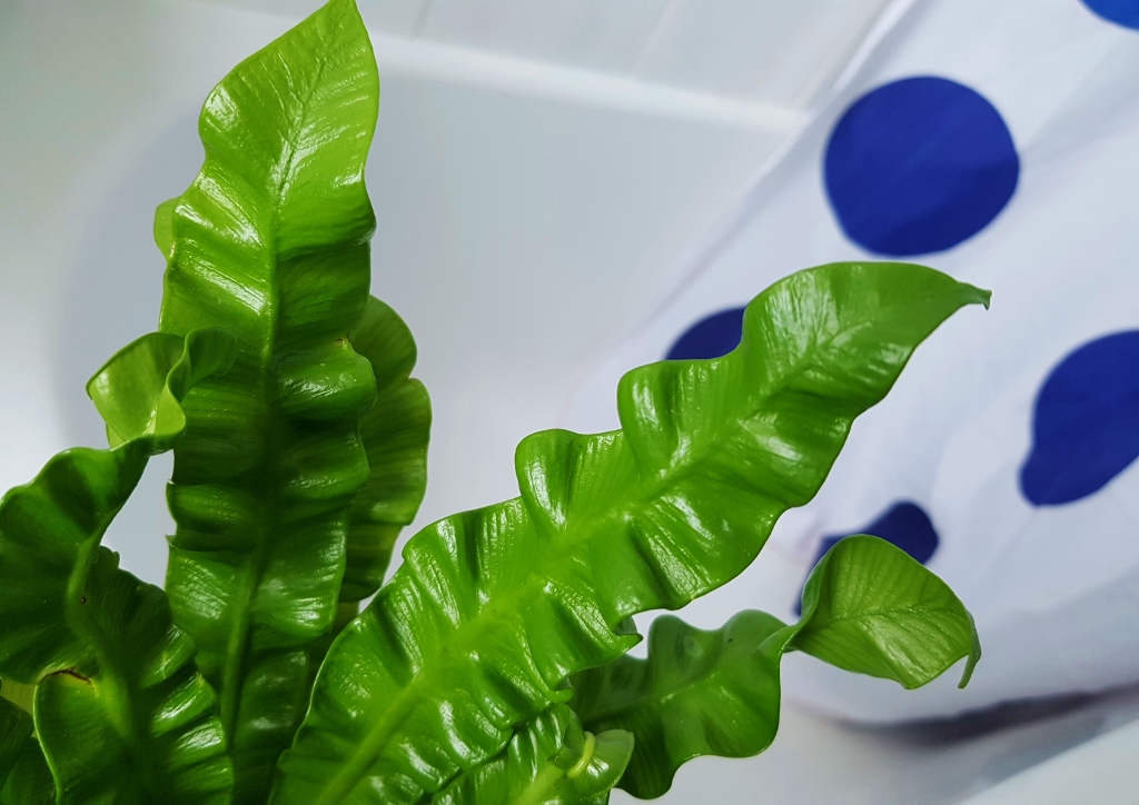 Farn, Farne, Nestfarn, Streifenfarn, Hirschzungenfarn, Asplenium, Asplenium scolopendrium