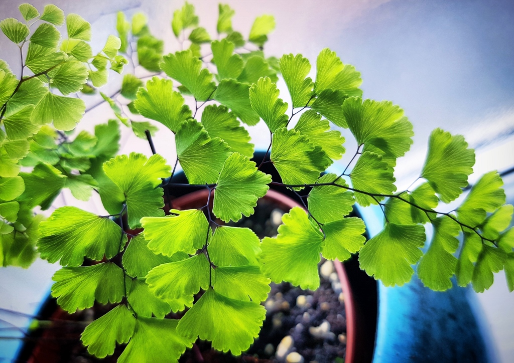 Farn, Farne, Frauenhaarfarn, Venushaar, Adiantum, Adiantum capillus-veneris