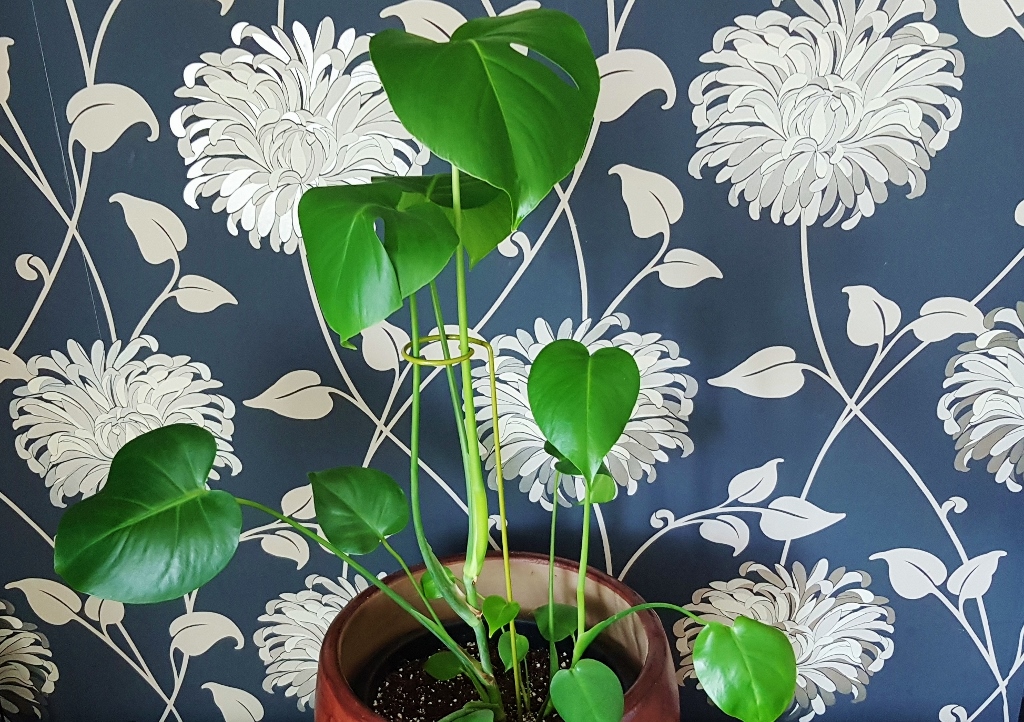 Fensterblatt, Monstera, Köstliches Fensterblatt, Monstera deliciosa