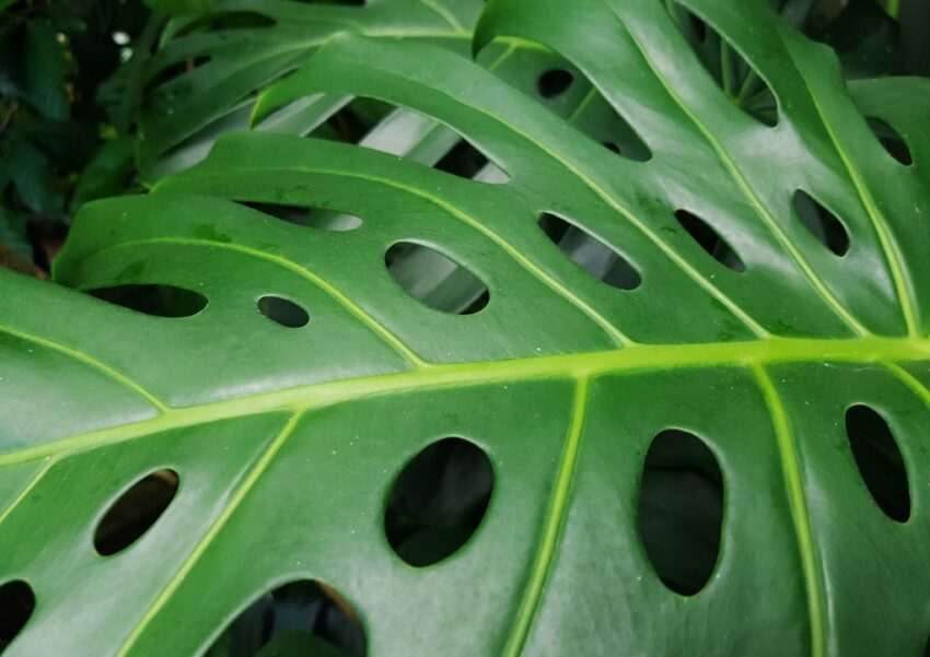 Fensterblatt, Monstera, Köstliches Fensterblatt, Monstera deliciosa