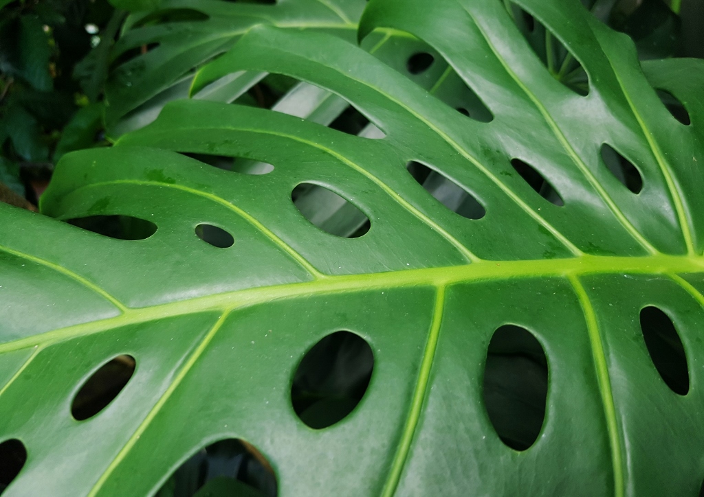 Fensterblatt, Monstera, Köstliches Fensterblatt, Monstera deliciosa