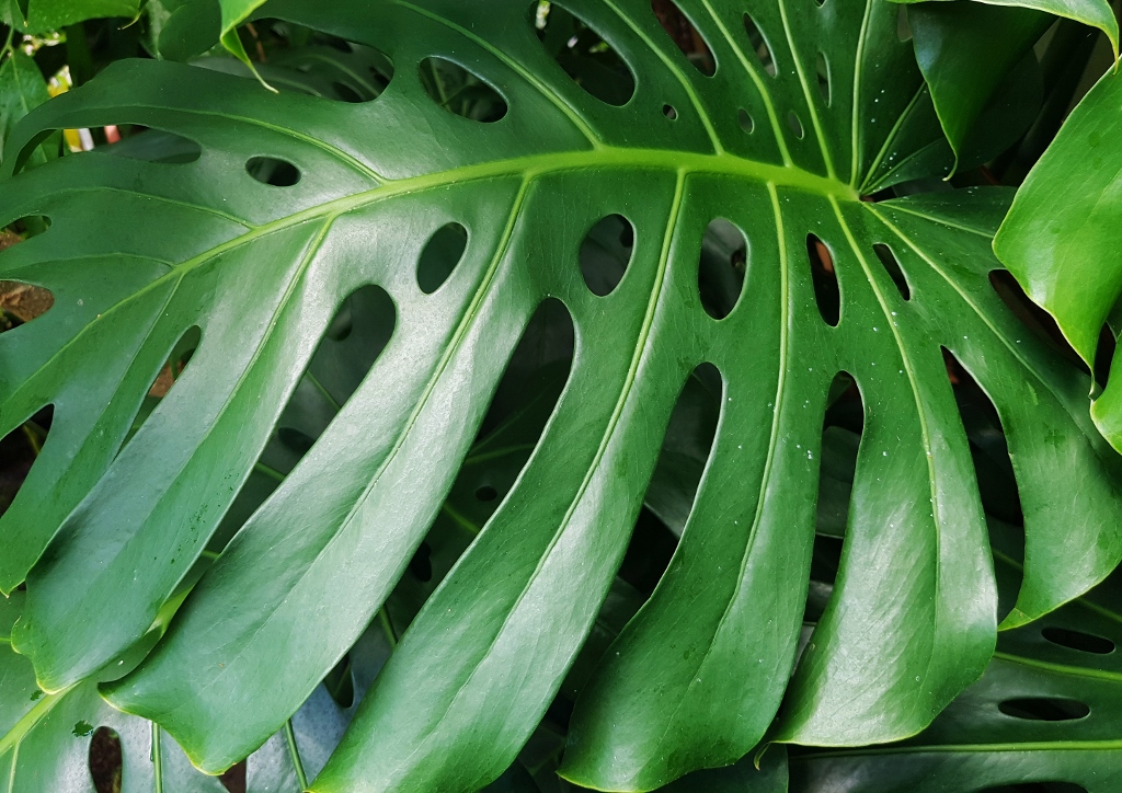Fensterblatt, Monstera, Köstliches Fensterblatt, Monstera deliciosa, Tropenpflanzen