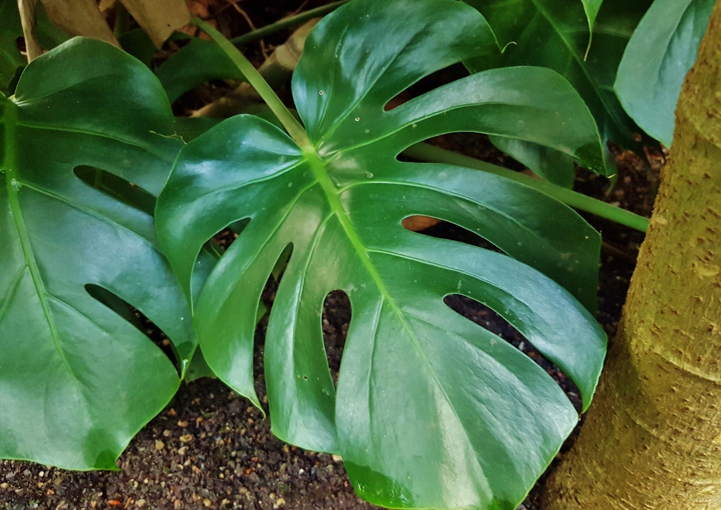 Fensterblatt, Monstera, Köstliches Fensterblatt, Monstera deliciosa