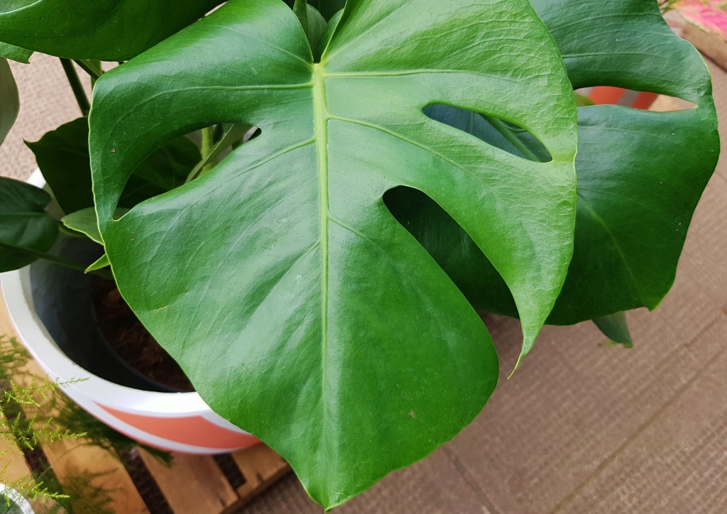 Fensterblatt, Monstera, Köstliches Fensterblatt, Monstera deliciosa