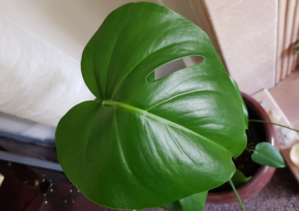 Fensterblatt, Monstera, Köstliches Fensterblatt, Monstera deliciosa